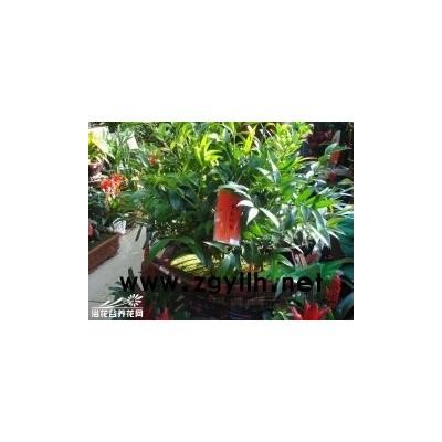 白皮松、油松、云杉、金葉女貞、膠東衛茅