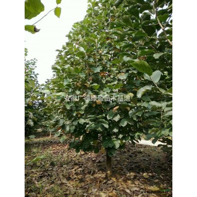 黃山欒樹(shù) 黃山欒樹(shù)價(jià)格 黃山欒樹(shù)供應(yīng)