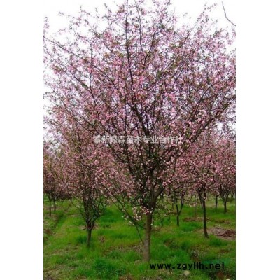 長期供應：6公分欒樹.7公分欒樹.8公分欒樹.5公分欒樹