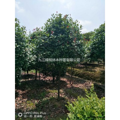 江西欒樹價格 九江黃山欒樹批發(fā)價格便宜 今年九江欒樹行情怎么