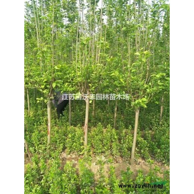 江蘇欒樹3-20*新價格信，黃山欒樹，移植欒樹，全冠精品欒樹