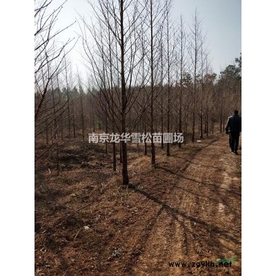 常年銷售馬褂木、欒樹、馬褂木、雪松、樸樹、黃連木