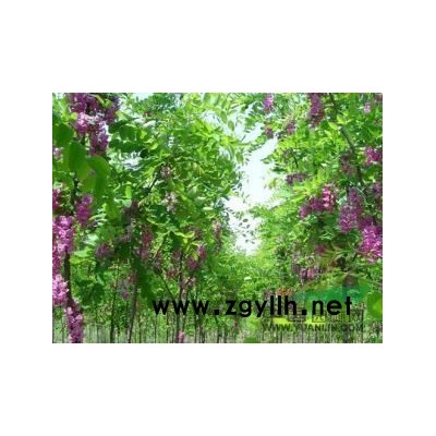 安徽地區 低價供應 各種規格 國槐