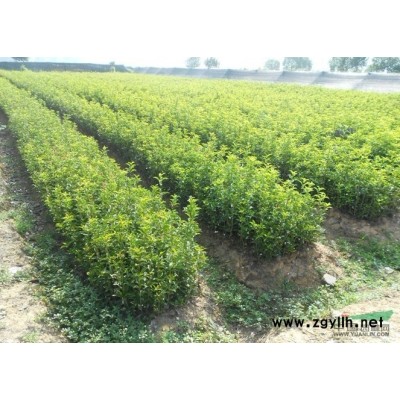 九江欒樹苗木供應、江西九江欒樹種苗批發、九江欒樹種苗供應商