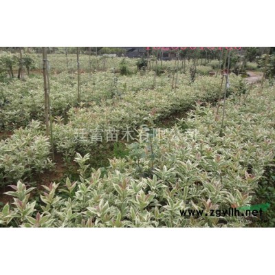 大量供應國槐種苗