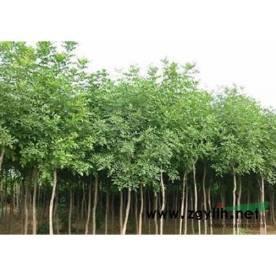 速生國槐供應/速生國槐圖片