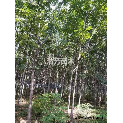 9公分 清地處理欒樹