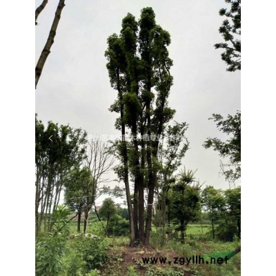 叢生樸樹和單桿樸樹，香樟，欒樹等大量出售