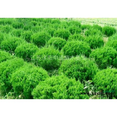 國槐 江蘇國槐 國槐*新行情報價