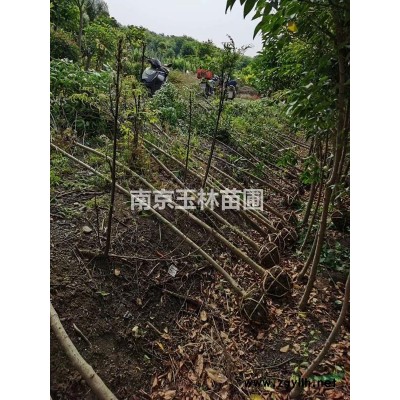 南京2021年10/12/13/14公分雪松價格