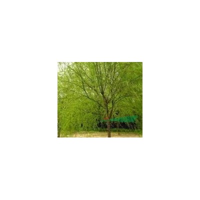 供應(yīng)紫薇種子，紫荊種子，合歡種子，國槐種子，玉蘭種子，欒樹種