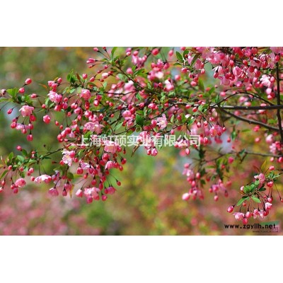 黃山欒樹圖片、價格、上海青浦種植基地