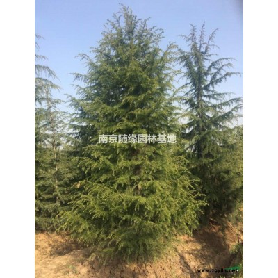 南京農業 雪松3-8米 價格優惠