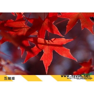 雪松——平陸濱河農(nóng)林供應(yīng)優(yōu)質(zhì)雪松