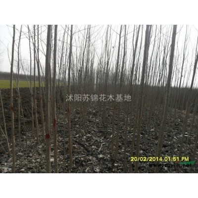 欒樹供應價格/欒樹報價