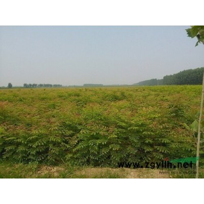 長期供應黃山欒樹小苗一厘米左右