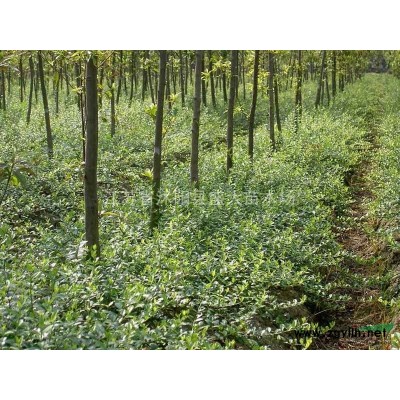 低價供應 雪松 各種規格都有