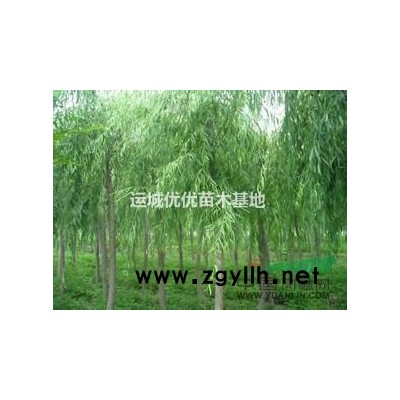 國槐  側柏 青皮垂柳 白皮松 白蠟 紫葉李 紅葉李