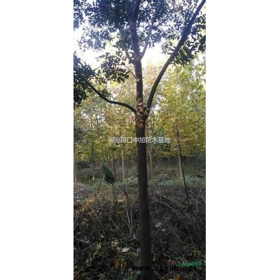 13公分欒樹  苗圃直銷   一*樹形    現(xiàn)貨銷售