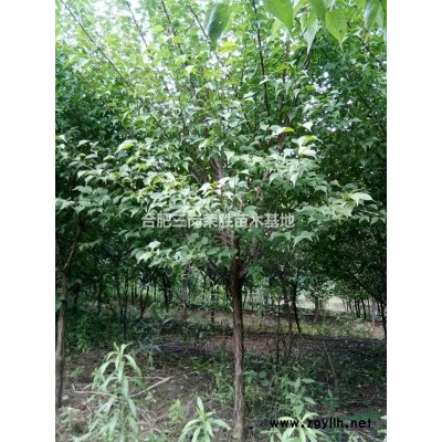 合肥三崗榮勝苗木專供櫻花，紅玉蘭，高桿女貞，香樟，欒樹(shù)，桂花