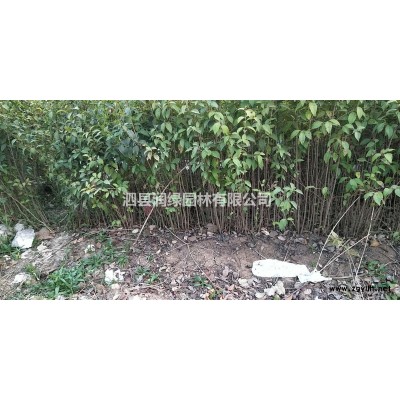 常年低價供應各種規格欒樹