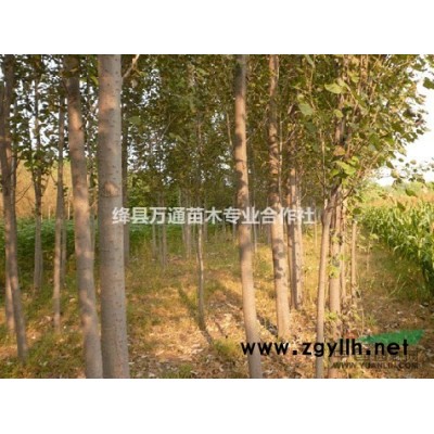 供應國槐 刺槐香花槐皂角榆樹五角楓紫葉李等