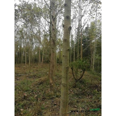 安徽欒樹介紹/特征/用途