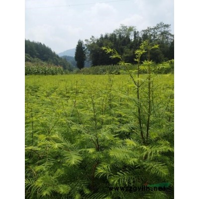 基地直銷各種規(guī)格的水杉苗,柳杉苗,山桐子及欒樹苗。