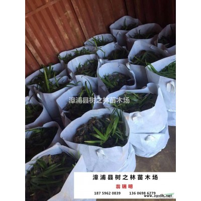 福建[產(chǎn)品]/福建臺灣欒樹價格/報價