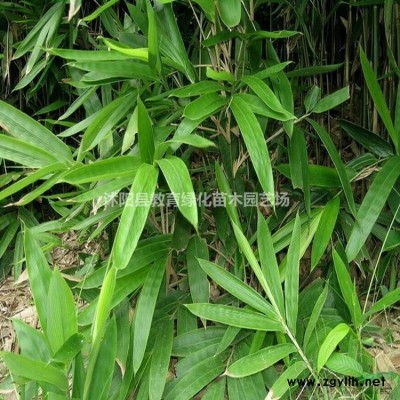 江蘇供應雪松規格*