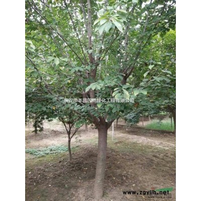 山東雪松，山東雪松基地，泰安市本昌園林綠化工程有限公司