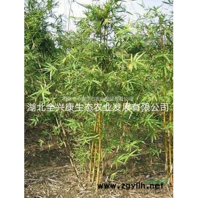 武漢地區供應10-15公分欒樹