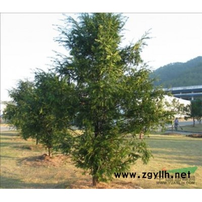 重慶雪松苗/雪松小苗價格/雪松杯苗