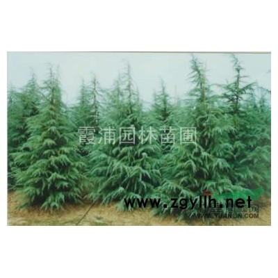 南京地區大量供應6米雪松     非常低的價格