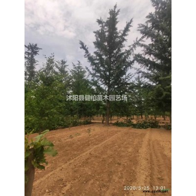 江蘇地區(qū)常年供應(yīng)1-8米雪松，大小規(guī)格雪松供應(yīng)基地