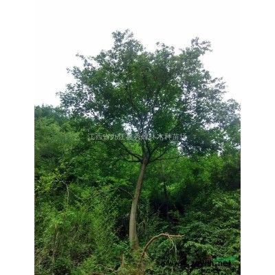 江西大量供應欒樹小苗*低價黃山欒樹