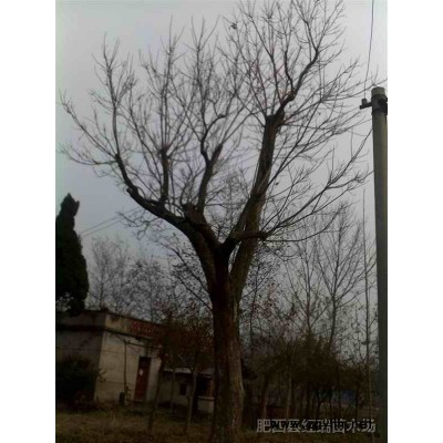 7-8m雪松報價/安徽7-8m雪松報價