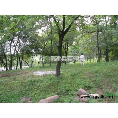 優質特價雪松產地直銷