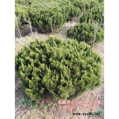 黃山欒樹 燈籠樹 南欒（米3-12cm）安徽黃山 苗圃貨源