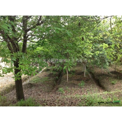 江蘇蘇州出售欒樹