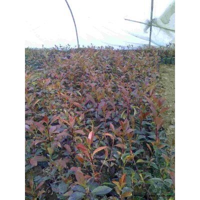 櫸樹.櫻花.垂柳.蜀檜、龍柏、合歡.欒樹.廣玉蘭.雪松