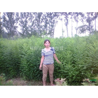 山西省臨汾市供應10CM——80CM國槐