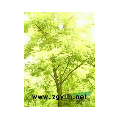 供應(yīng)國(guó)槐、速生柳、法桐大喬木