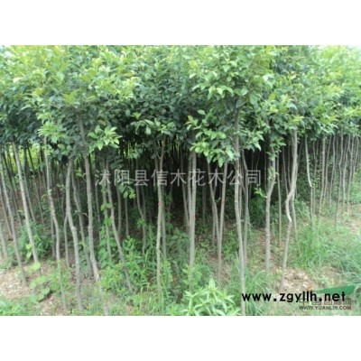 供應4-6米高雪松