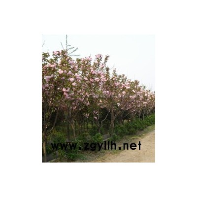 龍柏，雪松，廣玉蘭，紫白黃玉蘭，銀杏 爬山虎.棕櫚