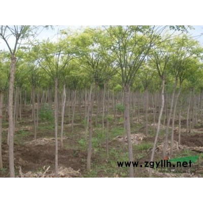 山西農民大量種植國槐國槐苗