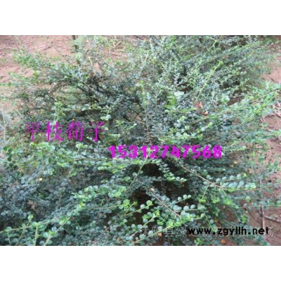 優(yōu)質(zhì)雪松、黑松、五針松、羅漢松種子種苗