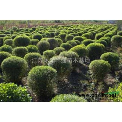 欒樹 江蘇欒樹 欒樹規(guī)格 欒樹照片