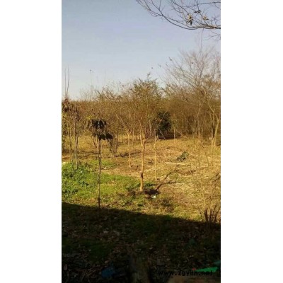 江蘇地區供應一兩年櫸樹、樸樹、欒樹、三角楓、烏桕，大小均有