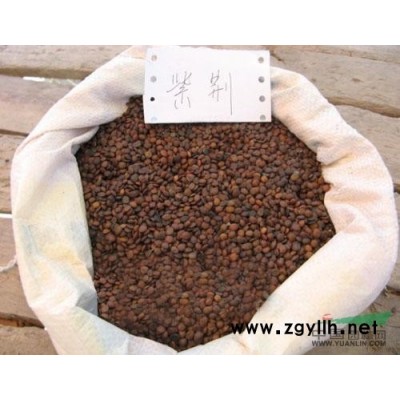 江西苗園林綠化欒樹圖片\江西苗園林綠化欒樹報價